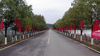航拍乡村公路小路两侧树木视频的预览图